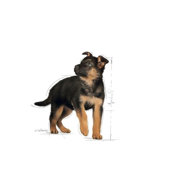 Royal Canin Maxi Puppy 15 KG - Image 5