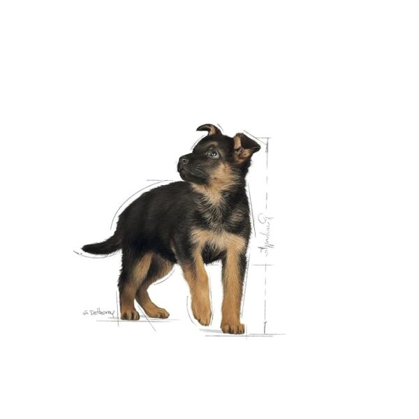 Royal Canin Maxi Puppy 4 KG - Image 3